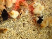 Hühner  auf dem Urlaubsbauernhof Müller in der Uckermark